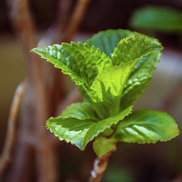 mint, herb, leaves-4085335.jpg